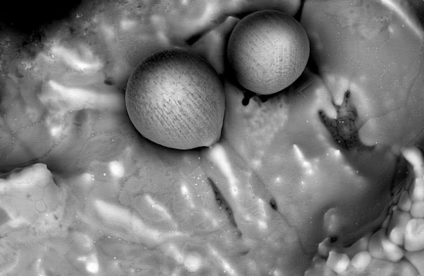 Foto - Pasifik'in dibinde bulundu! Araştırmacılar yaptıkları incelemeden sonra hemen dünyaya büyük haberi verdi! Böyle bir şeye ilk defa tanık oldular