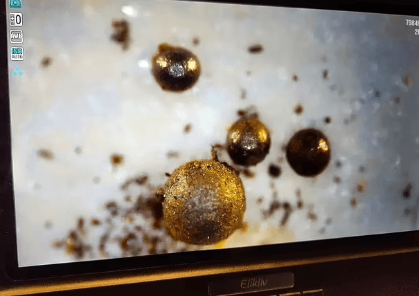 Foto - Pasifik'in dibinde bulundu! Araştırmacılar yaptıkları incelemeden sonra hemen dünyaya büyük haberi verdi! Böyle bir şeye ilk defa tanık oldular