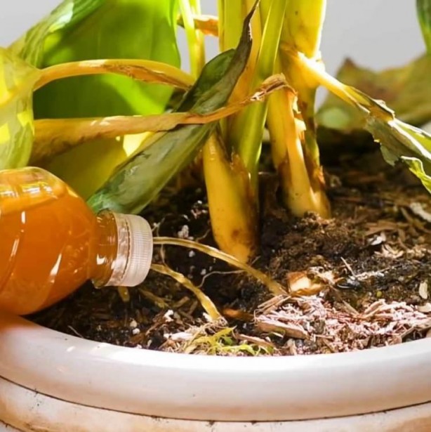 Foto - Paslı çivilerin inanılmaz faydası! Bunu duyan resmen aydınlanıyor