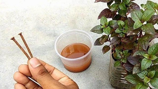 Foto - Paslı çivilerin inanılmaz faydası! Bunu duyan resmen aydınlanıyor