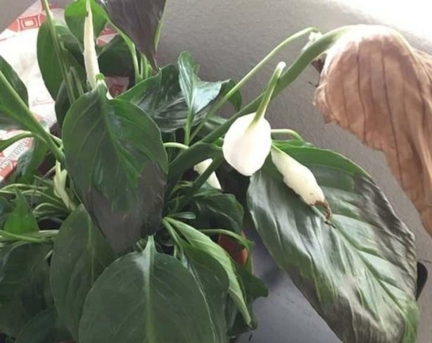 Foto - Paslı çivilerin inanılmaz faydası! Bunu duyan resmen aydınlanıyor