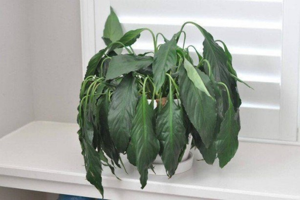 Foto - Paslı çivilerin inanılmaz faydası! Bunu duyan resmen aydınlanıyor