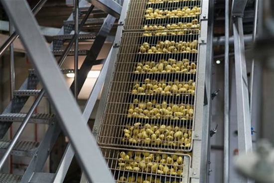 Foto - Patates cipsi nasıl yapılıyor?