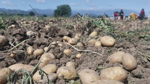 Foto - Patates fiyatları keyfinizi kaçıracak! Tarladan çıkış fiyatını görenler gözlerine inanamadı