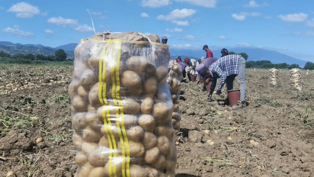 Patates fiyatları keyfinizi kaçıracak! Tarladan çıkış fiyatını görenler gözlerine inanamadı
