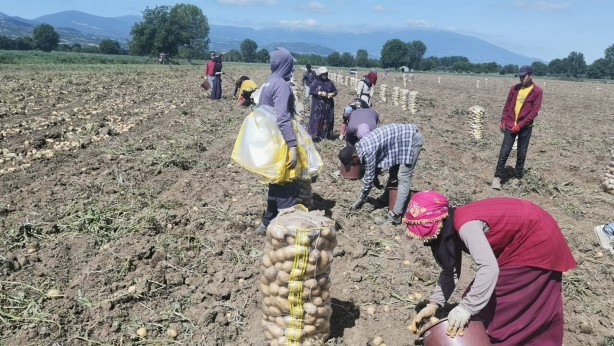 Foto - Patates fiyatları keyfinizi kaçıracak! Tarladan çıkış fiyatını görenler gözlerine inanamadı