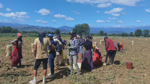 Foto - Patates fiyatları keyfinizi kaçıracak! Tarladan çıkış fiyatını görenler gözlerine inanamadı