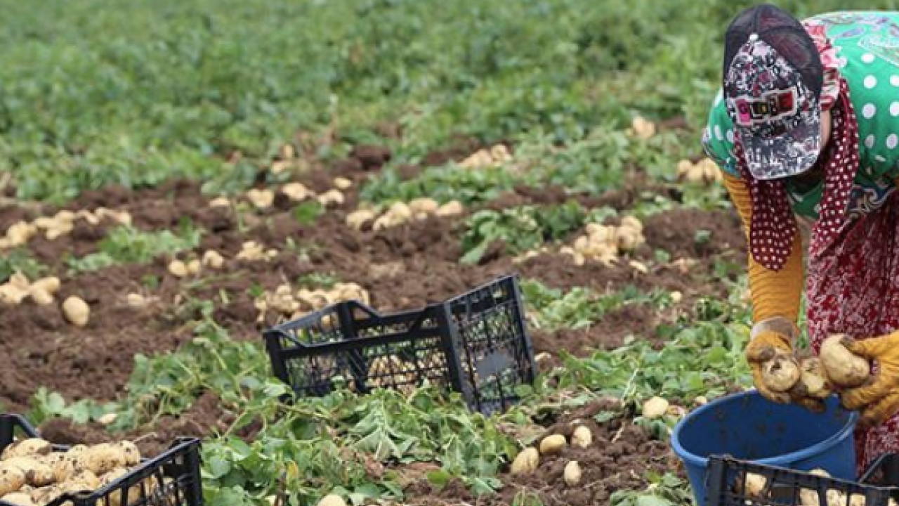 Patates hasadı için işçi bulamadı, İran'dan zorunlu olarak 150 kişi işçi getirdi! Şimdi onlar çalışıyor