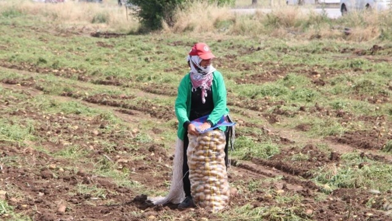 Foto - Patates hasadında çalışacaklara müjde! Adana'da işçilerin günlük yevmiyeleri belli oldu