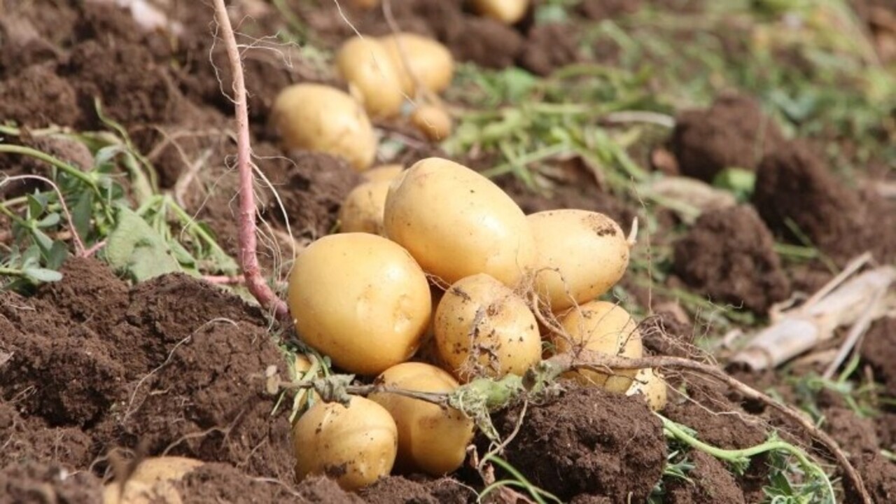 Patates hasadında çalışacaklara müjde! Adana'da işçilerin günlük yevmiyeleri belli oldu