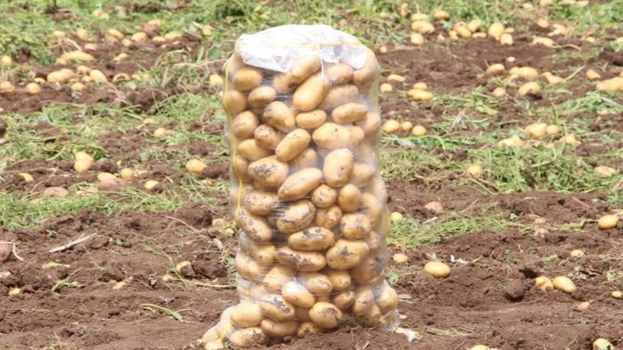 Foto - Patates hasadında çalışacaklara müjde! Adana'da işçilerin günlük yevmiyeleri belli oldu