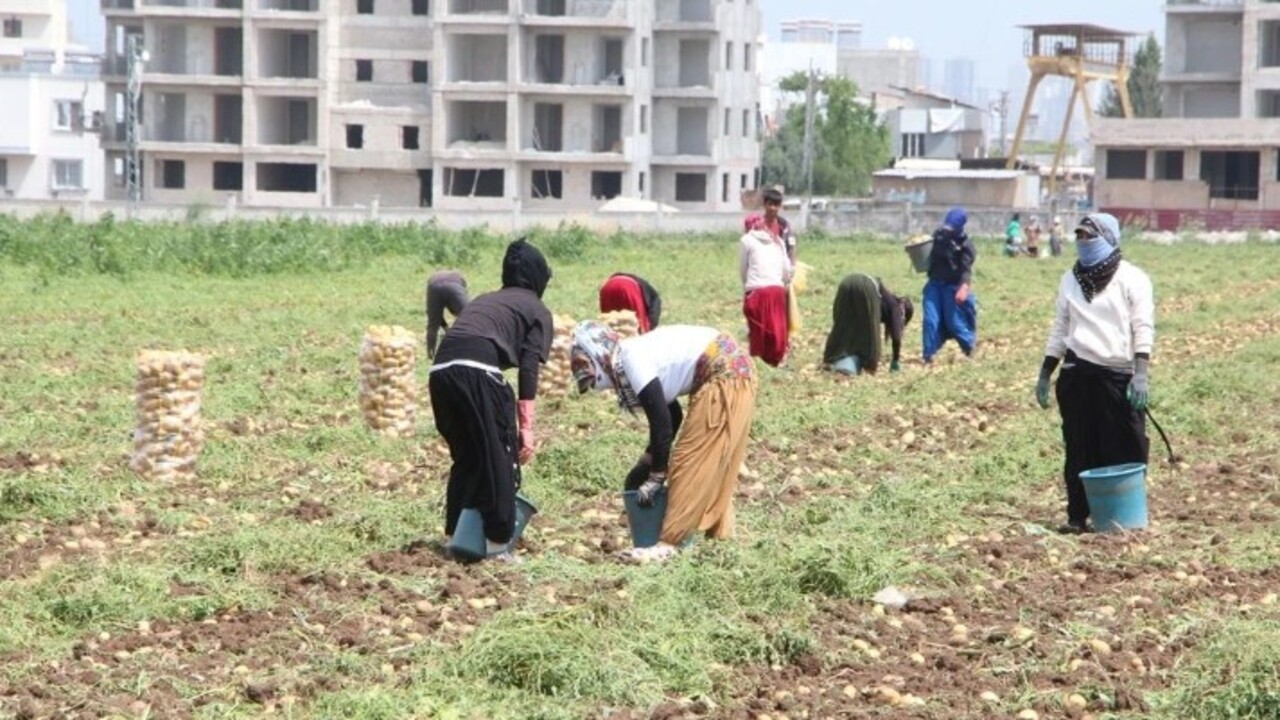 Foto - Patates hasadında çalışacaklara müjde! Adana'da işçilerin günlük yevmiyeleri belli oldu