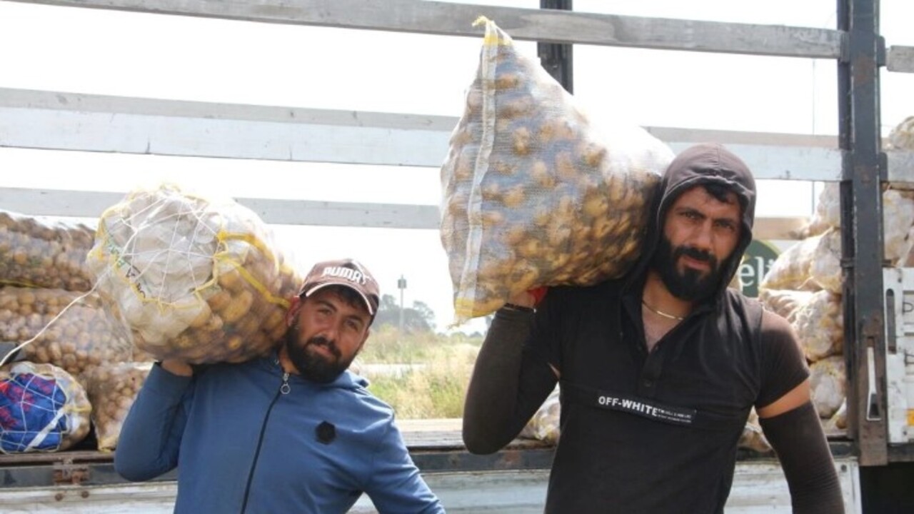 Foto - Patates hasadında çalışacaklara müjde! Adana'da işçilerin günlük yevmiyeleri belli oldu