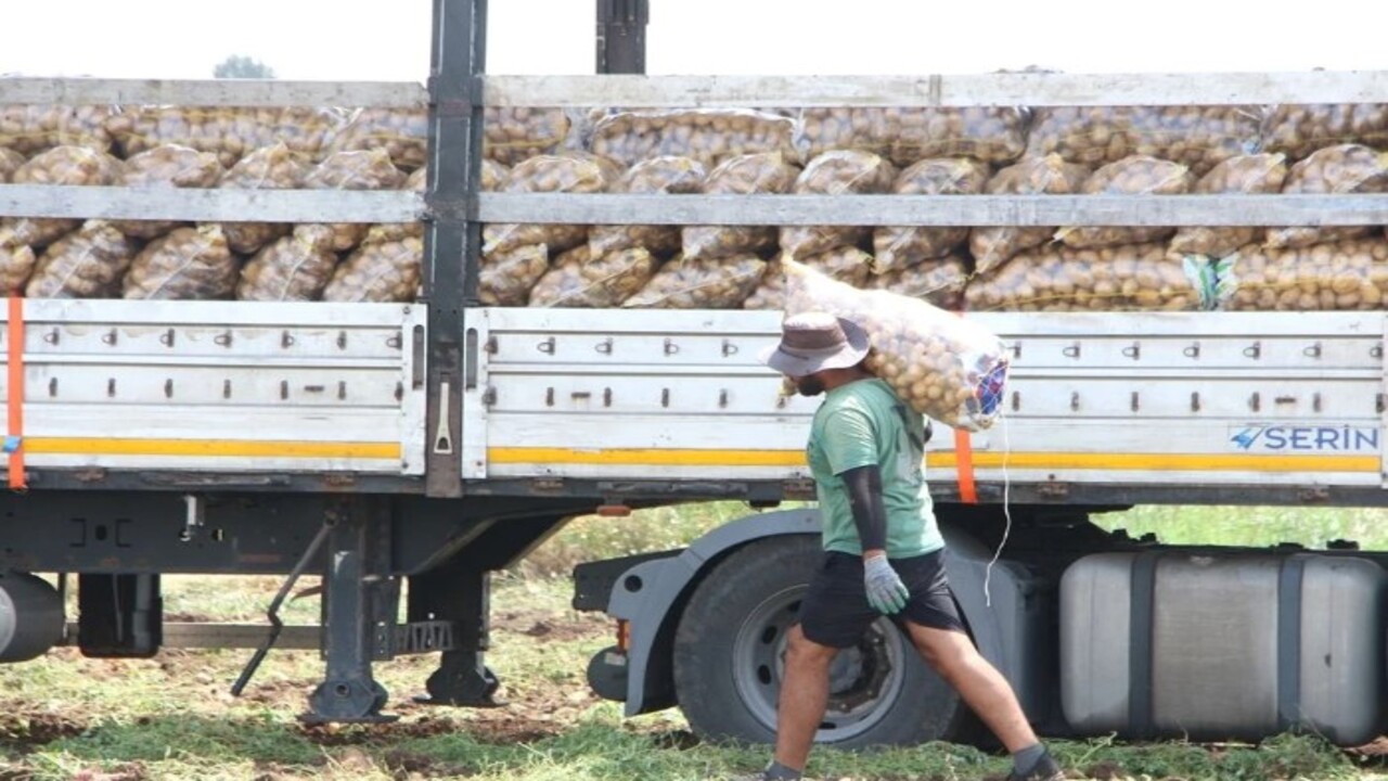 Foto - Patates hasadında çalışacaklara müjde! Adana'da işçilerin günlük yevmiyeleri belli oldu