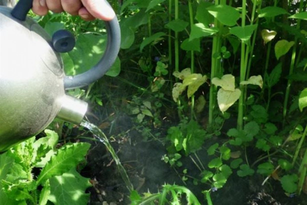 Foto - Patates haşladığınız suya turşu suyu eklerseniz...