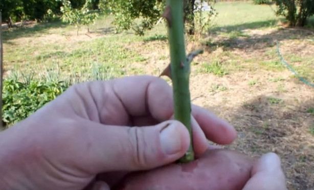 Foto - Patates içerisinde nasıl gül yetiştirilir?