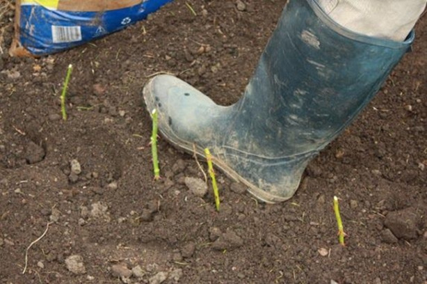 Foto - Patates içerisinde nasıl gül yetiştirilir?