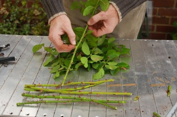 Foto - Patates içerisinde nasıl gül yetiştirilir?