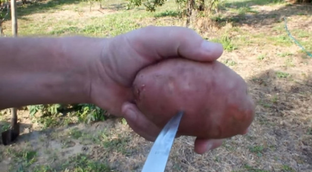  Patates içerisinde nasıl gül yetiştirilir?