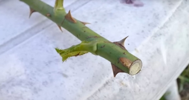 Foto - Patates içerisinde nasıl gül yetiştirilir?