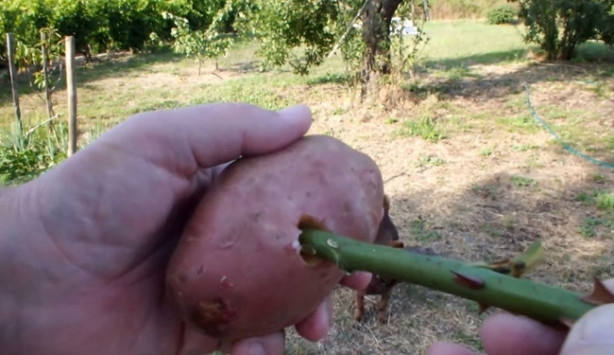 Foto - Patates içerisinde nasıl gül yetiştirilir?