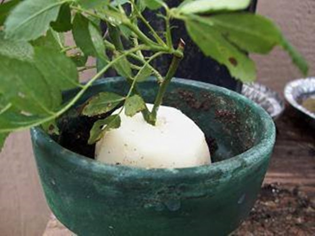 Foto - Patates içerisinde nasıl gül yetiştirilir?