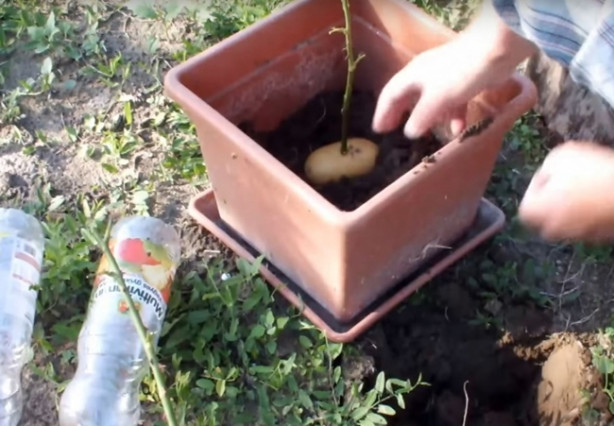 Foto - Patates içerisinde nasıl gül yetiştirilir?