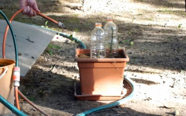 Foto - Patates içerisinde nasıl gül yetiştirilir?