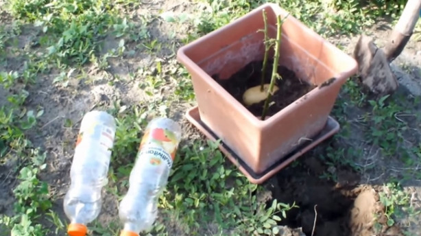 Foto - Patates içerisinde nasıl gül yetiştirilir?