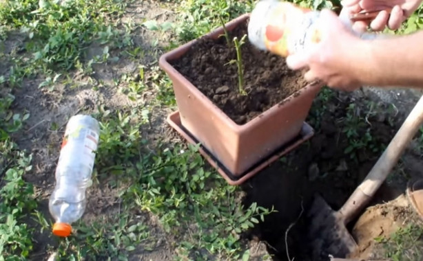 Foto - Patates içerisinde nasıl gül yetiştirilir?