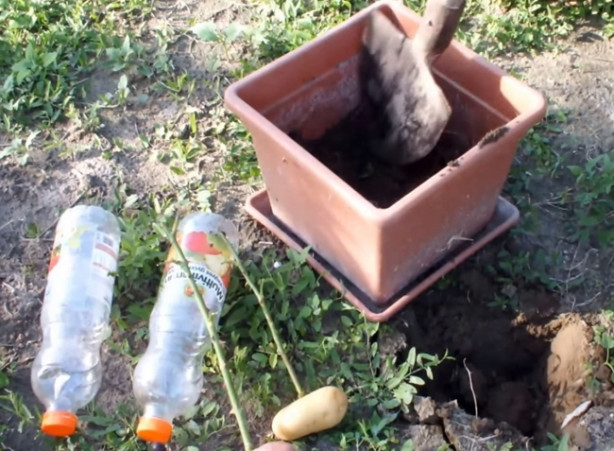 Foto - Patates içerisinde nasıl gül yetiştirilir?