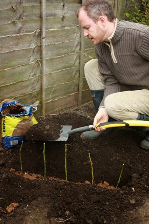 Foto - Patates içerisinde nasıl gül yetiştirilir?