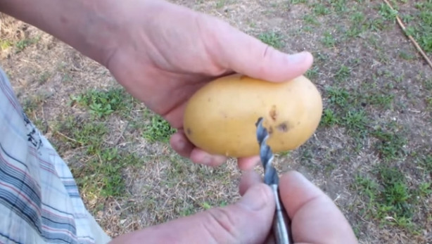 Foto - Patates içerisinde nasıl gül yetiştirilir?