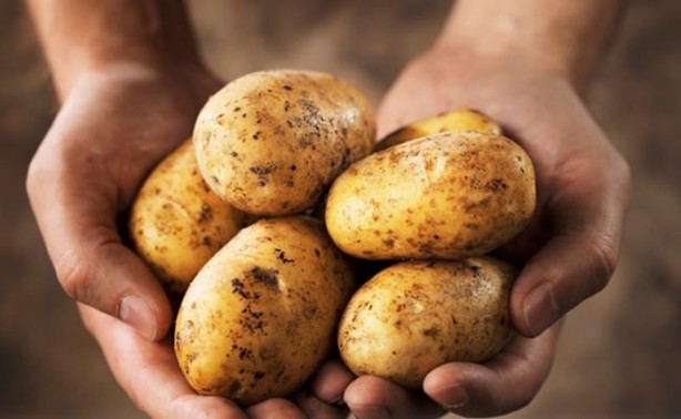 Patates zararlı mı?