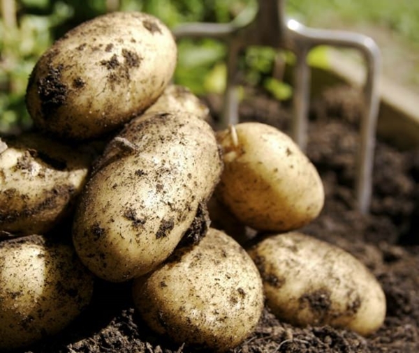 Foto - Patatesi haftada dört kez yerseniz bakın ne oluyor...