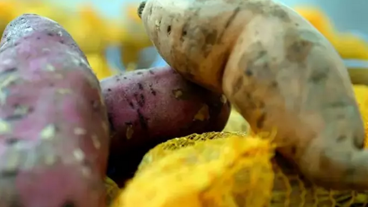 Foto - Patatesin bu çeşidini sık sık tüketin! Muhteşem içeriğiyle bağırsakları makine gibi çalıştırıyor