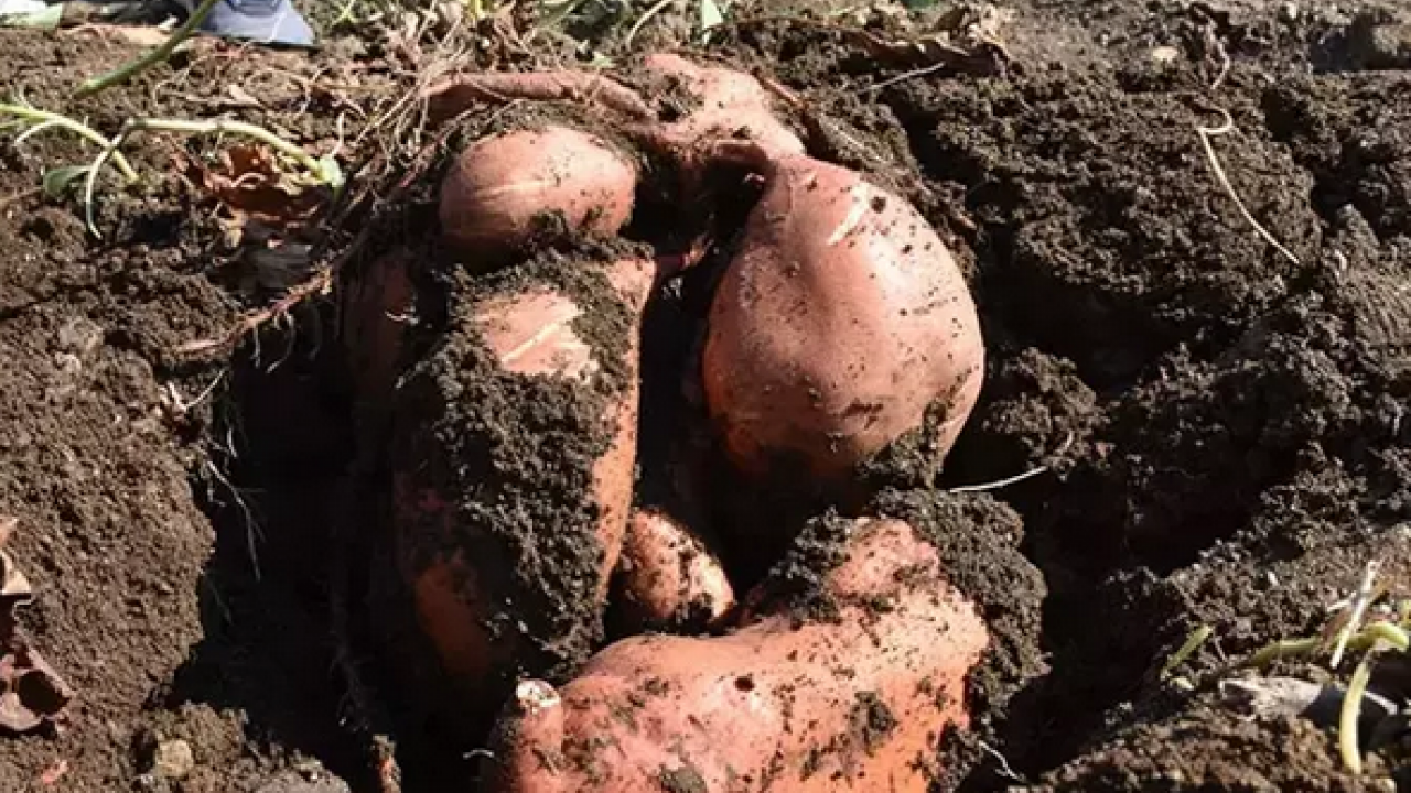 Foto - Patatesin bu çeşidini sık sık tüketin! Muhteşem içeriğiyle bağırsakları makine gibi çalıştırıyor