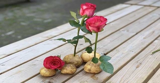 Foto - Patatesin içine gül sapı yerleştirirseniz ne olur? Görenler gözlerine inanamadı
