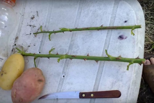 Foto - Patatesin içine gül sapı yerleştirirseniz ne olur? Görenler gözlerine inanamadı