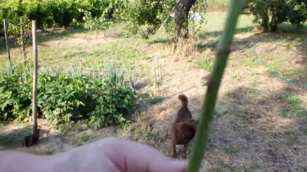 Foto - Patatesin içine gül sapı yerleştirirseniz ne olur? Görenler gözlerine inanamadı