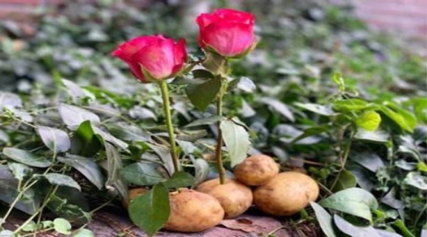 Foto - Patatesin içine gül sapı yerleştirirseniz ne olur? Görenler gözlerine inanamadı