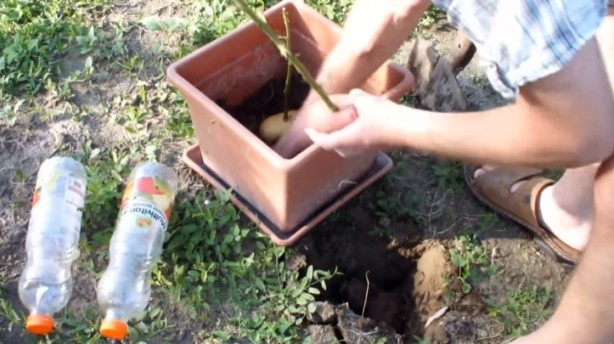 Foto - Patatesin içine gül sapı yerleştirirseniz ne olur? Görenler gözlerine inanamadı