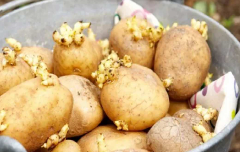 Foto - Patatesin yanına elma koyarsanız bakın ne oluyor! Deneyen şaşırıp kalıyor