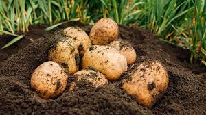 Foto - Patatesin yanına elma koyarsanız bakın ne oluyor! Deneyen şaşırıp kalıyor