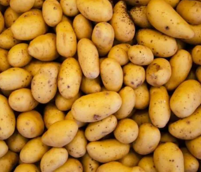 Patateslerin bulunduğu alana o çaydan koyarsanız bakın ne oluyor! Hemen yapın