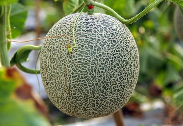 Foto - Patlıcan alırken buna dikkat edin!