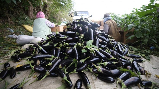 Foto - Patlıcan eğer böyleyse sakın elinize bile almayın, hemen çöpe attın! 
