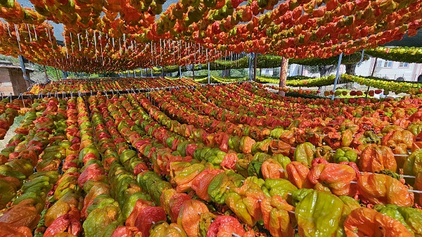 Foto - Patlıcan Vadisi'nde renkli görüntüler! Kutuplar hariç 7 kıtaya ihraç ediliyor