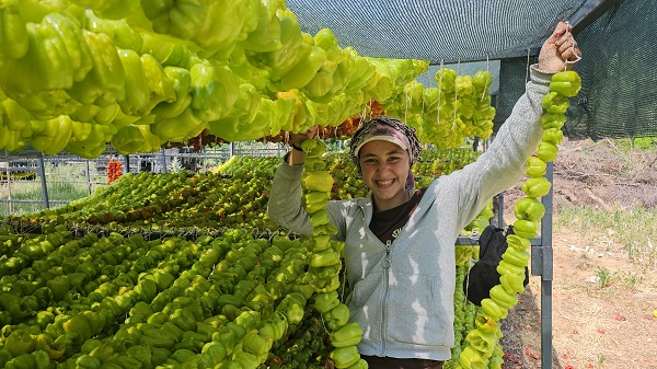 Foto - Patlıcan Vadisi'nde renkli görüntüler! Kutuplar hariç 7 kıtaya ihraç ediliyor