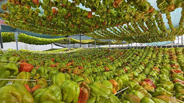 Foto - Patlıcan Vadisi'nde renkli görüntüler! Kutuplar hariç 7 kıtaya ihraç ediliyor